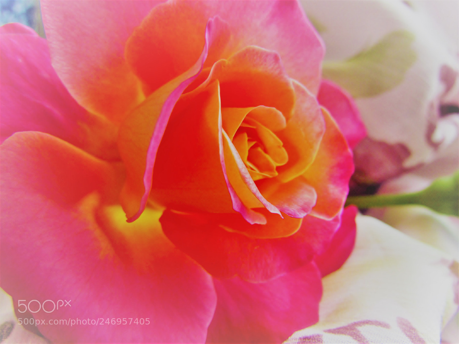 Canon PowerShot SX30 IS sample photo. Pink dreams photography