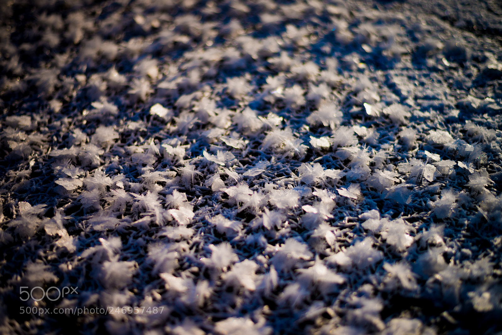 Nikon D800E sample photo. Wonderflake photography