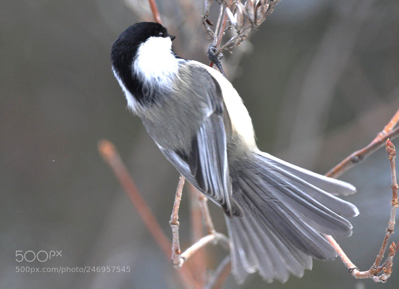 Nikon D90 sample photo. Chickadee photography
