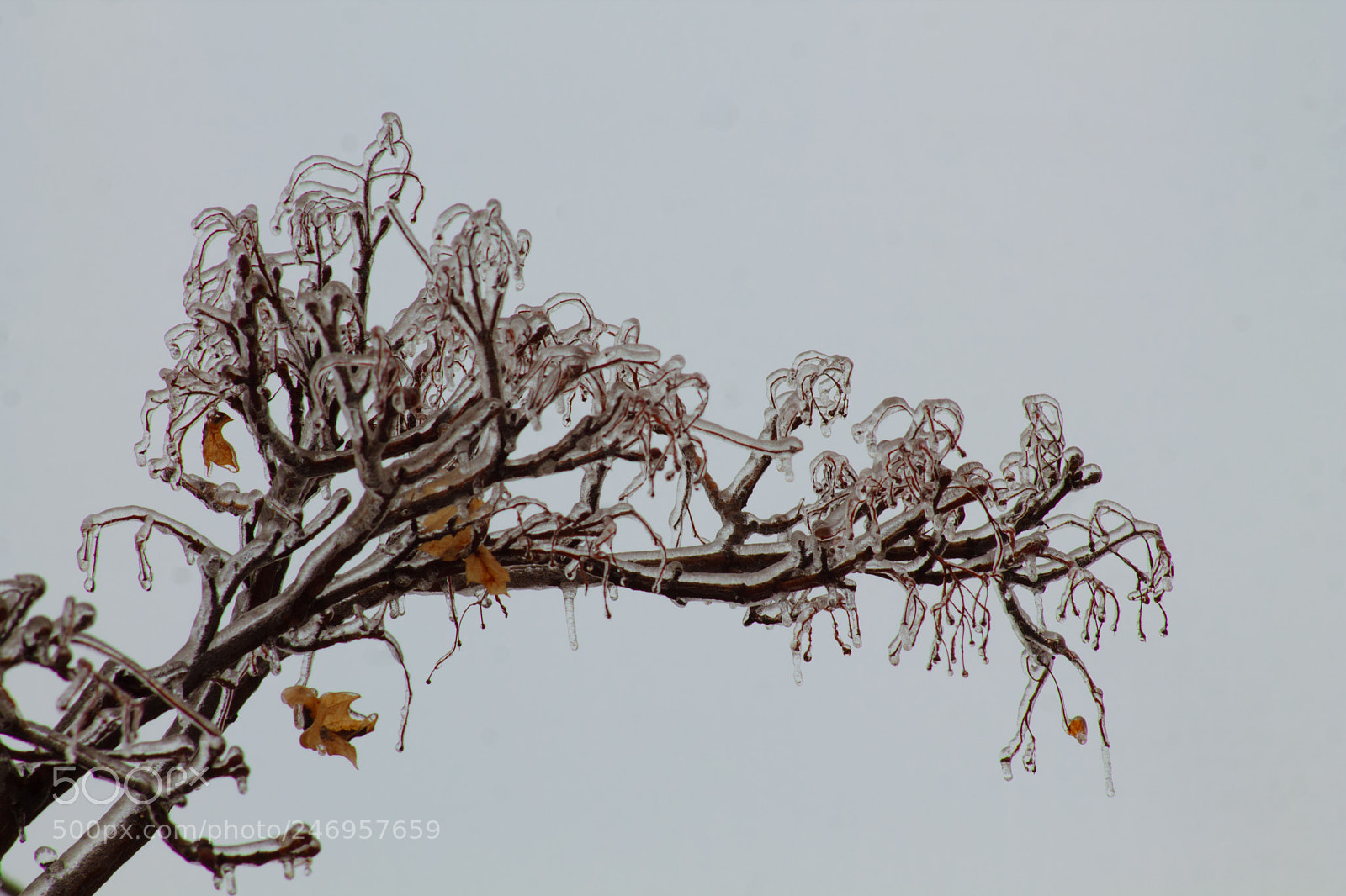 Canon EOS 1100D (EOS Rebel T3 / EOS Kiss X50) sample photo. Umbrella's skeleton... photography