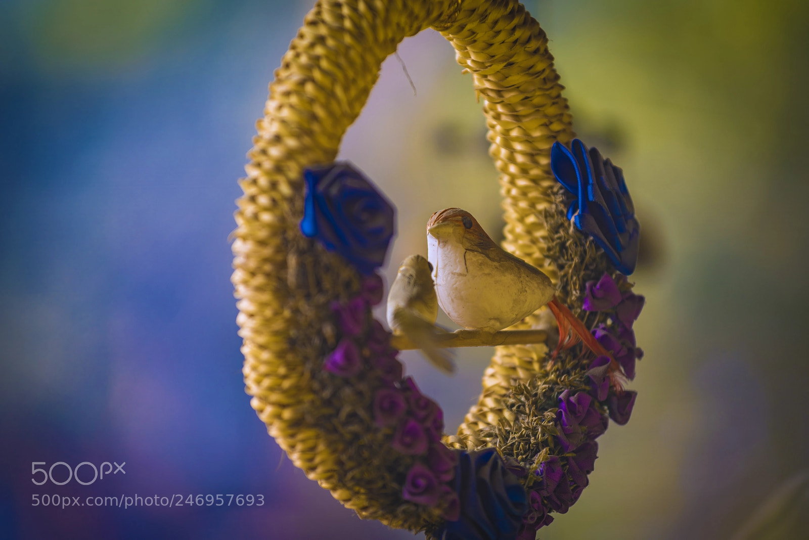 Nikon D810 sample photo. Little birdie. photography