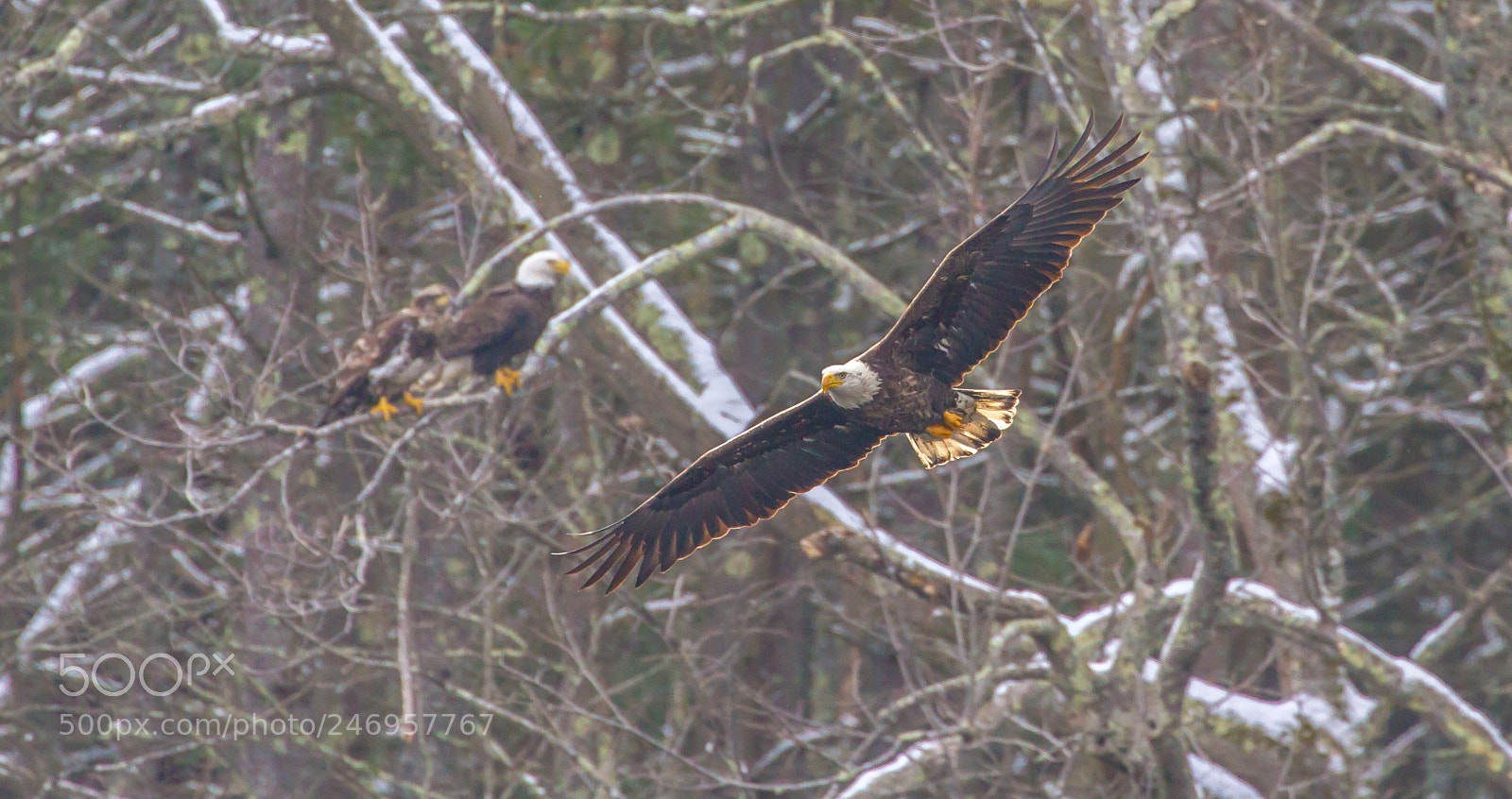 Canon EOS 7D sample photo. Flying by eagles photography