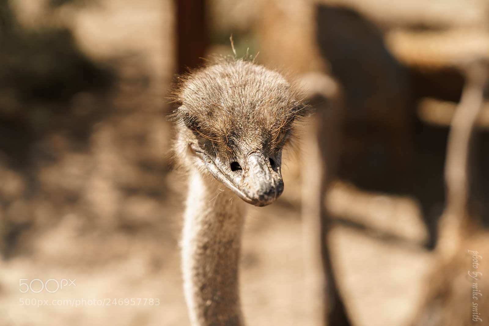 Sony a7R II sample photo. Ostrich photography