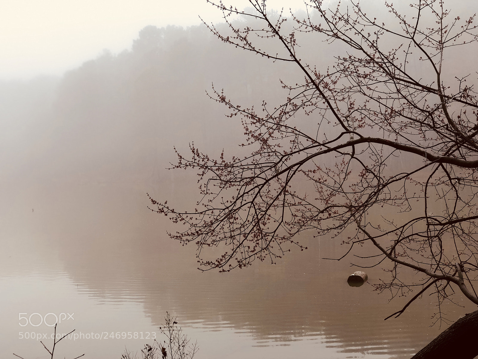 Apple iPhone 8 Plus sample photo. Early morning fog photography