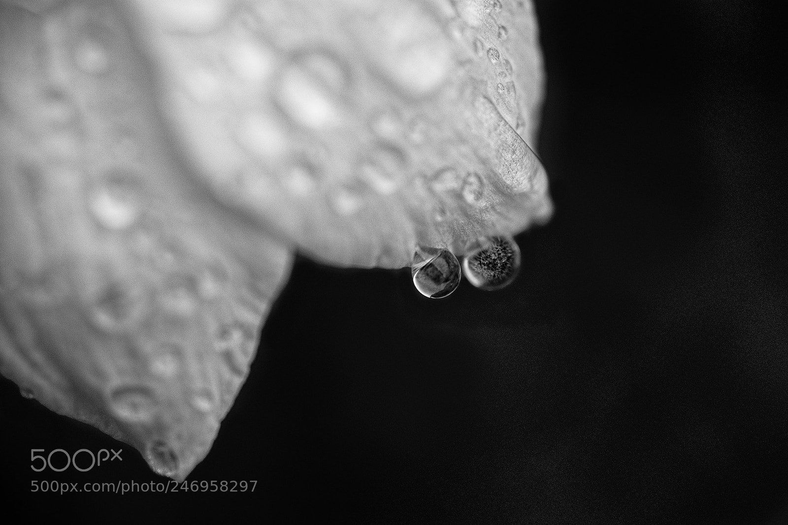 Nikon D810 sample photo. Untitled photography