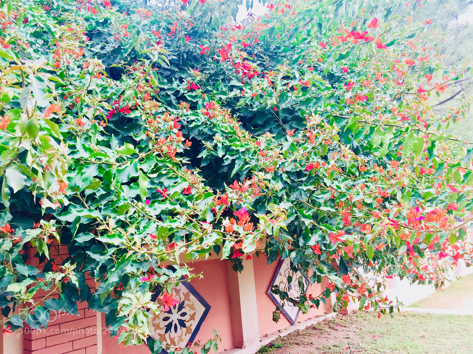 Apple iPhone 6 sample photo. Untitled photography