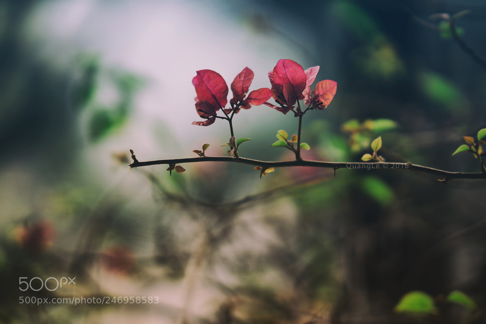 Sony a7R III sample photo. Bougainvillea photography