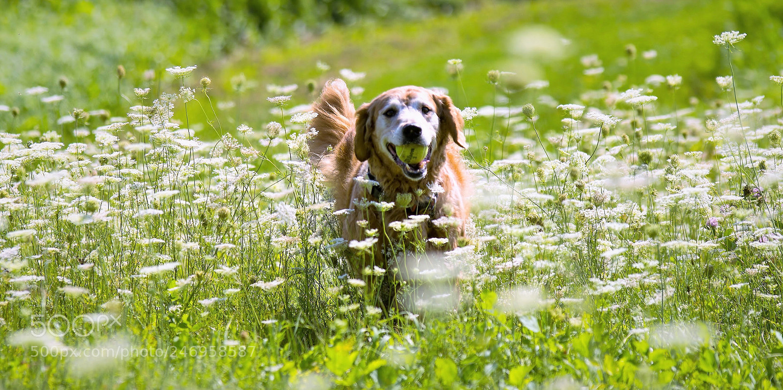 Nikon D7100 sample photo. Amongst the flowers photography