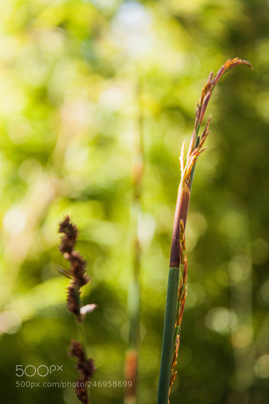 Canon EOS 500D (EOS Rebel T1i / EOS Kiss X3) sample photo. Grass photography
