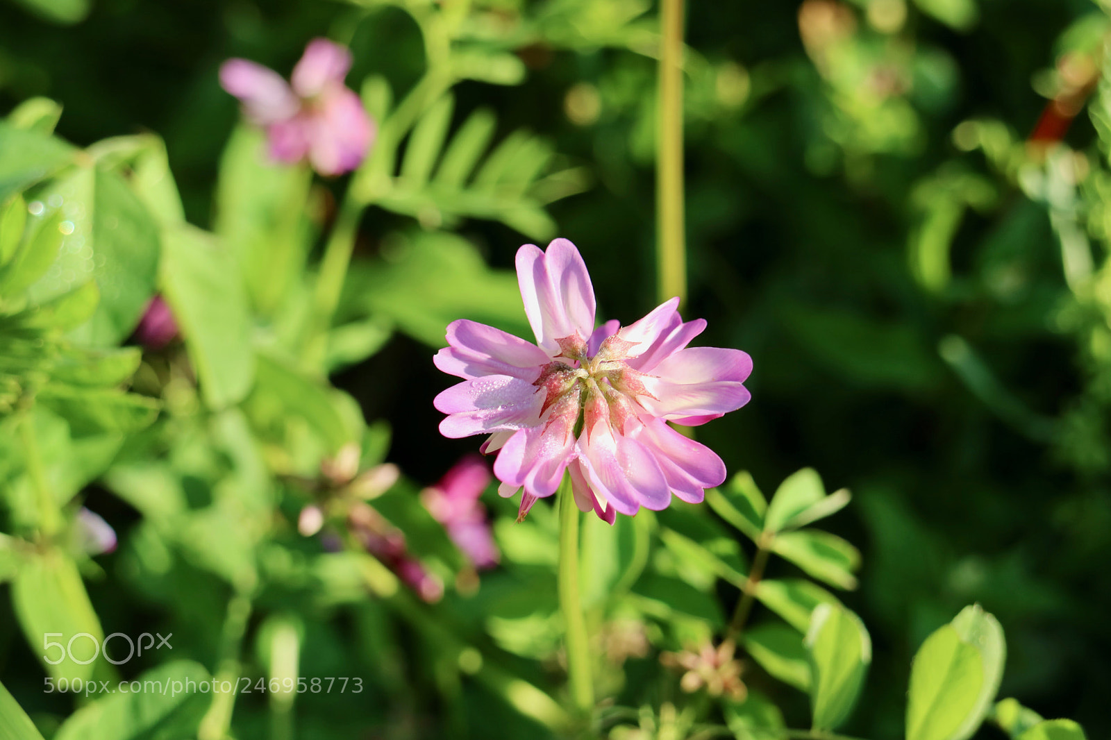 Canon EOS M3 sample photo. Astragalus sinicus photography