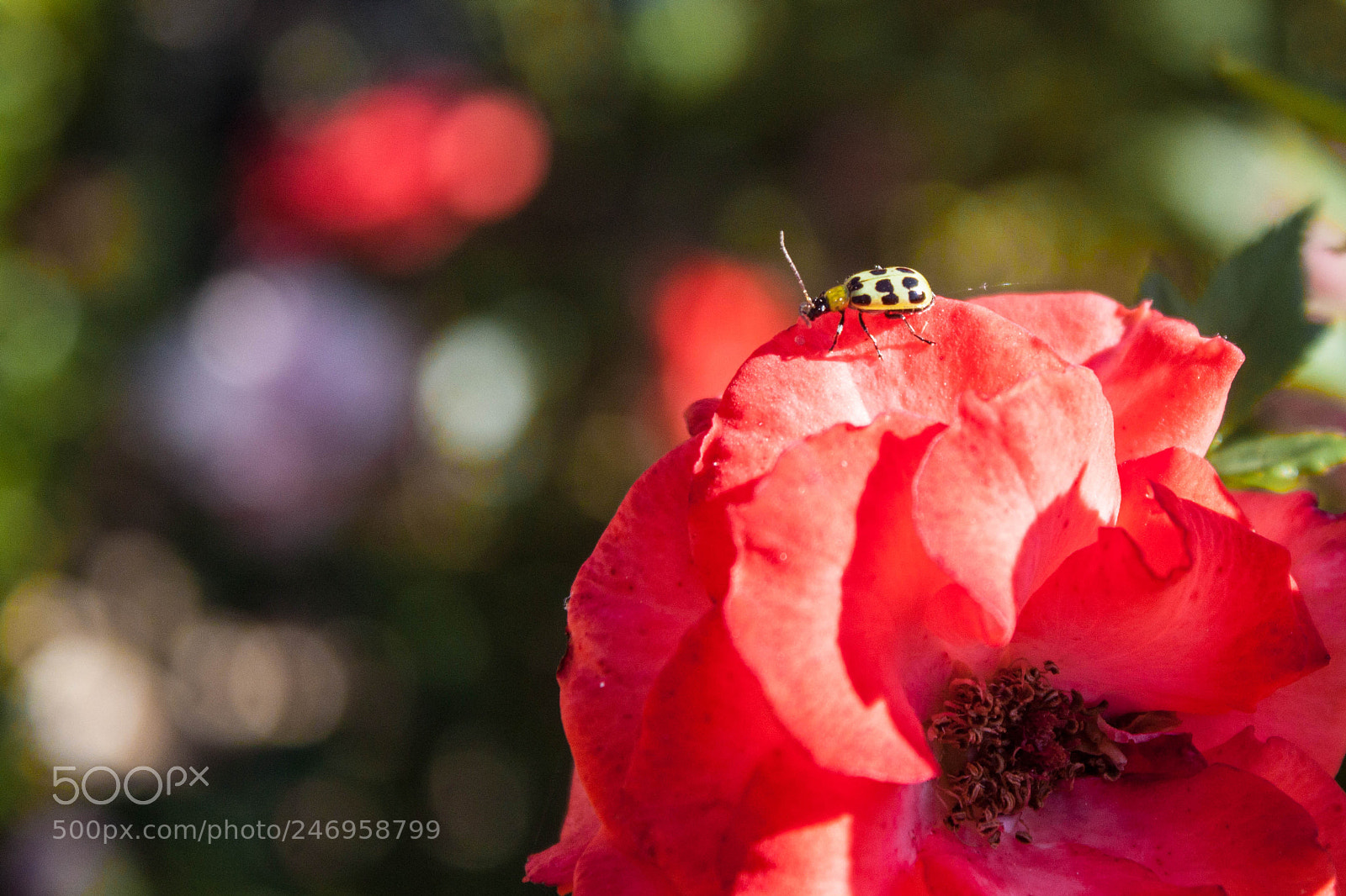 Canon EOS 500D (EOS Rebel T1i / EOS Kiss X3) sample photo. Lady bug photography