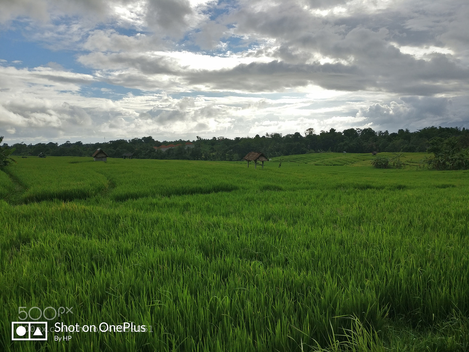 OnePlus A3003 sample photo. Rice field photography