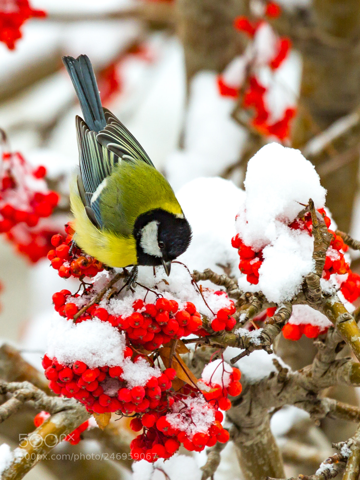 Canon EOS 7D sample photo. Great tit photography