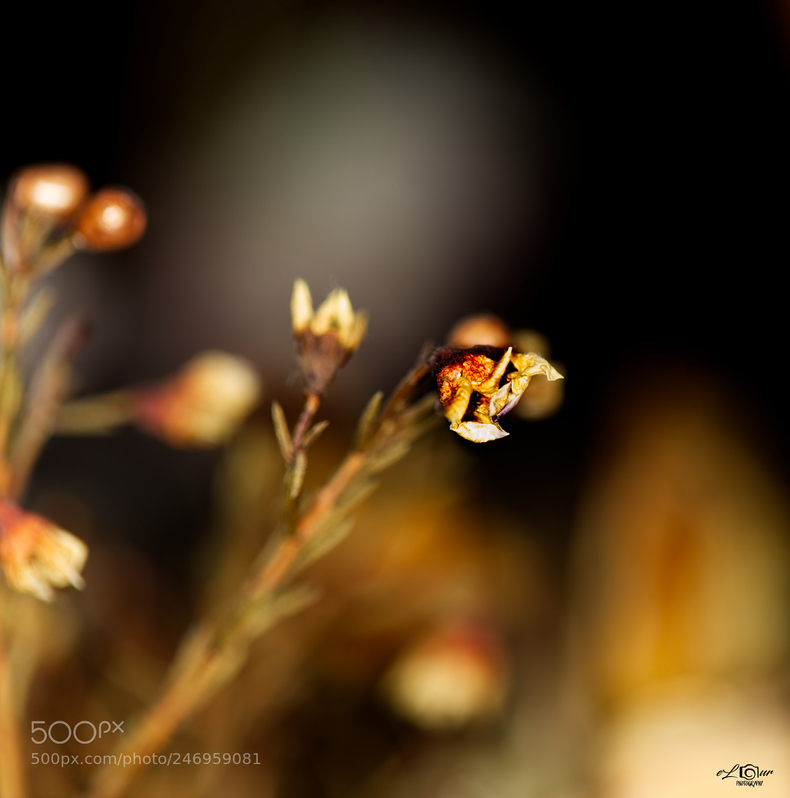 Canon EOS 5DS sample photo. Untitled photography