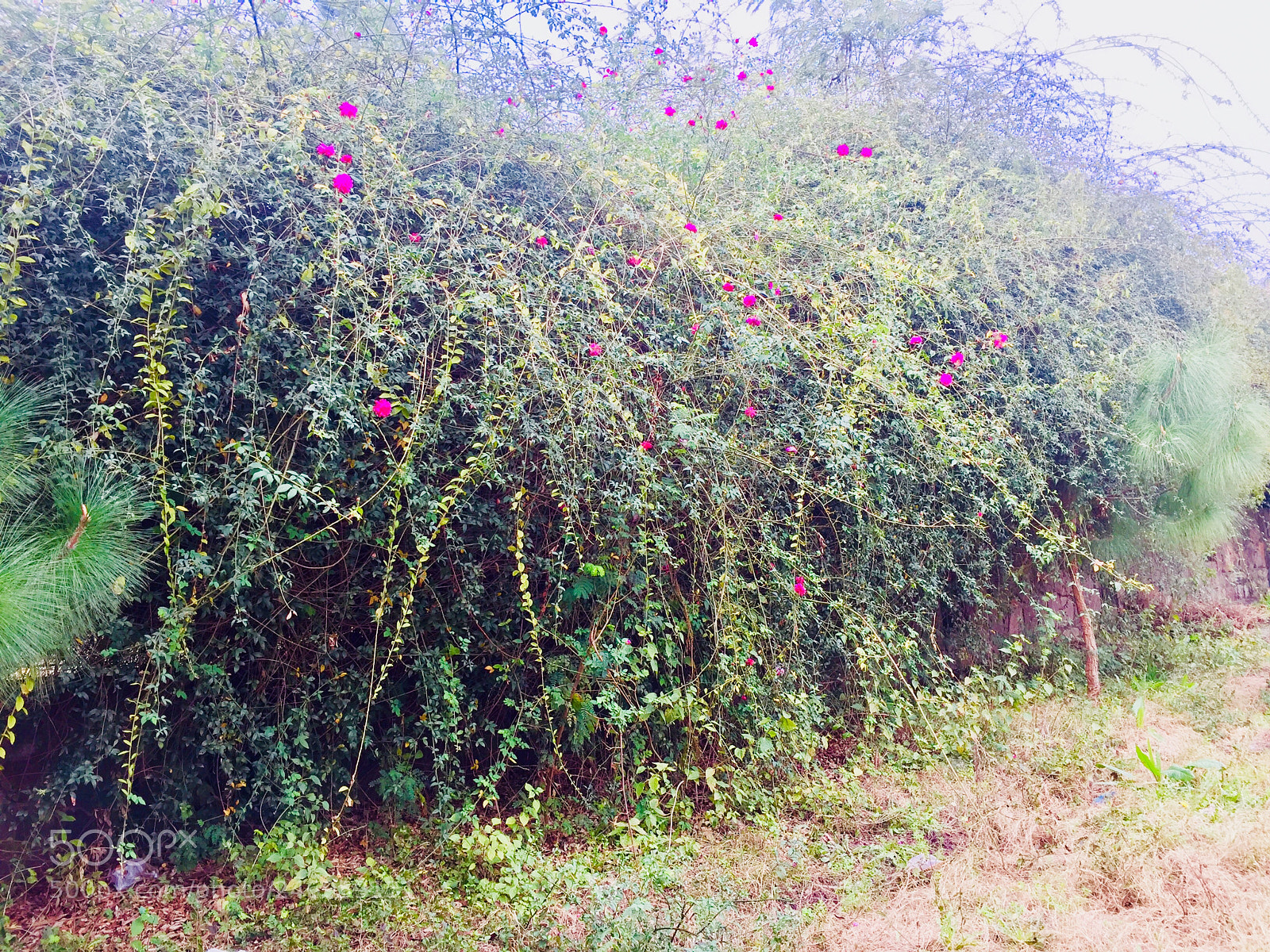 Apple iPhone 6 sample photo. Untitled photography