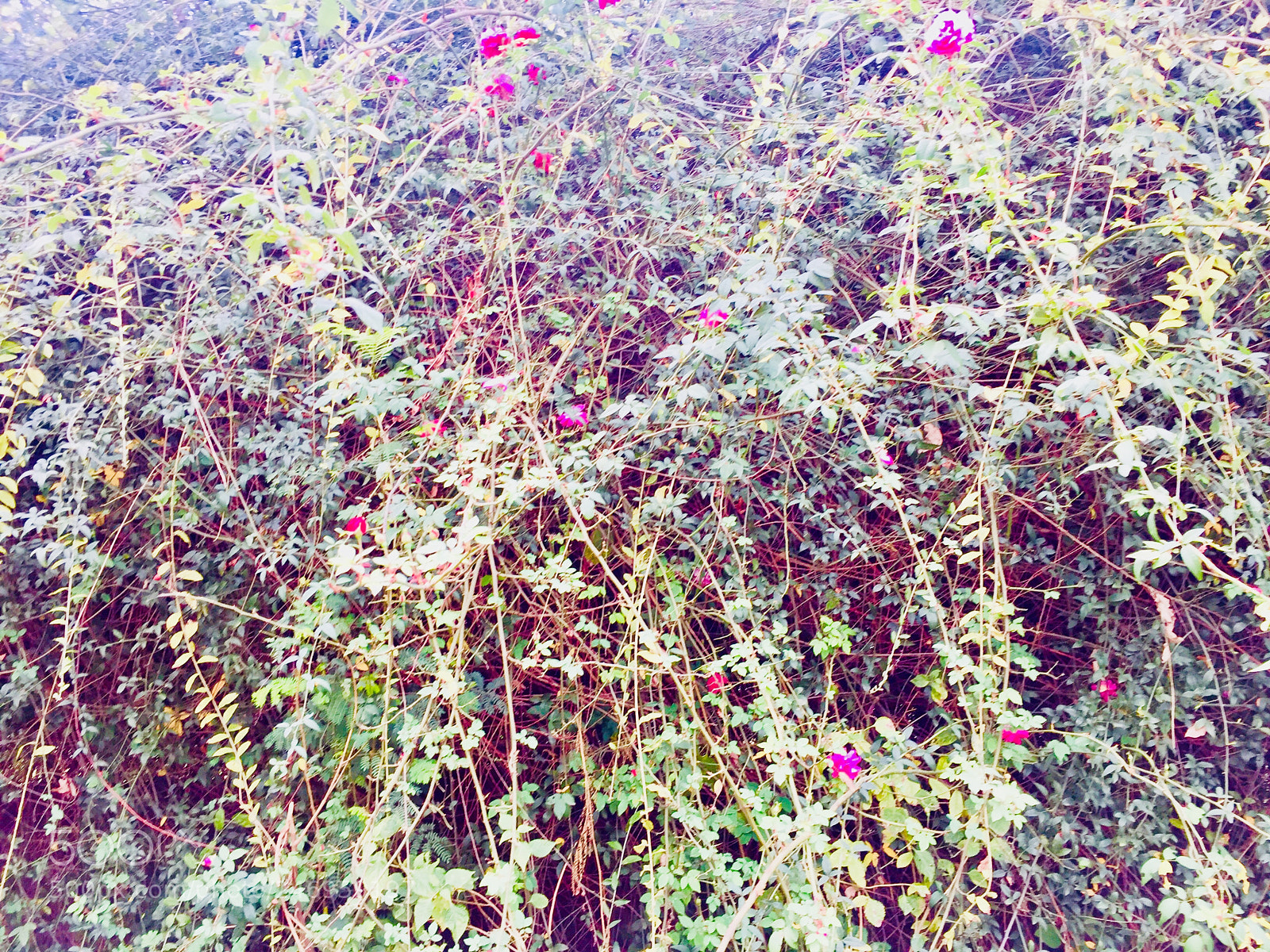 Apple iPhone 6 sample photo. Untitled photography