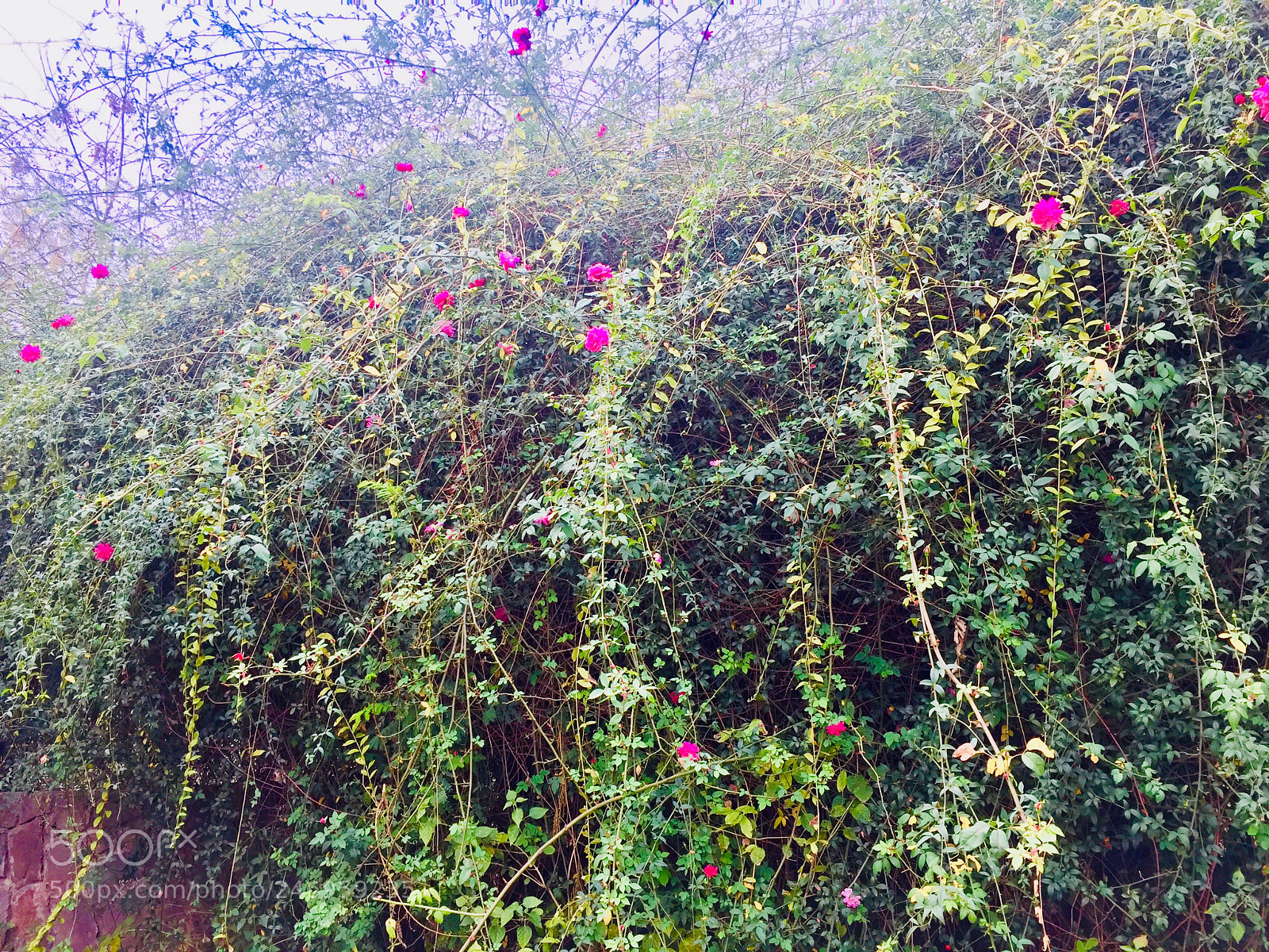 Apple iPhone 6 sample photo. Untitled photography