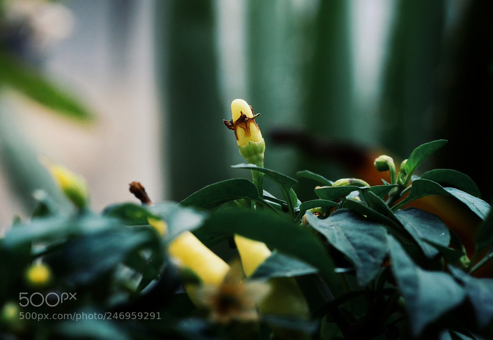 Nikon D7100 sample photo. Untitled photography