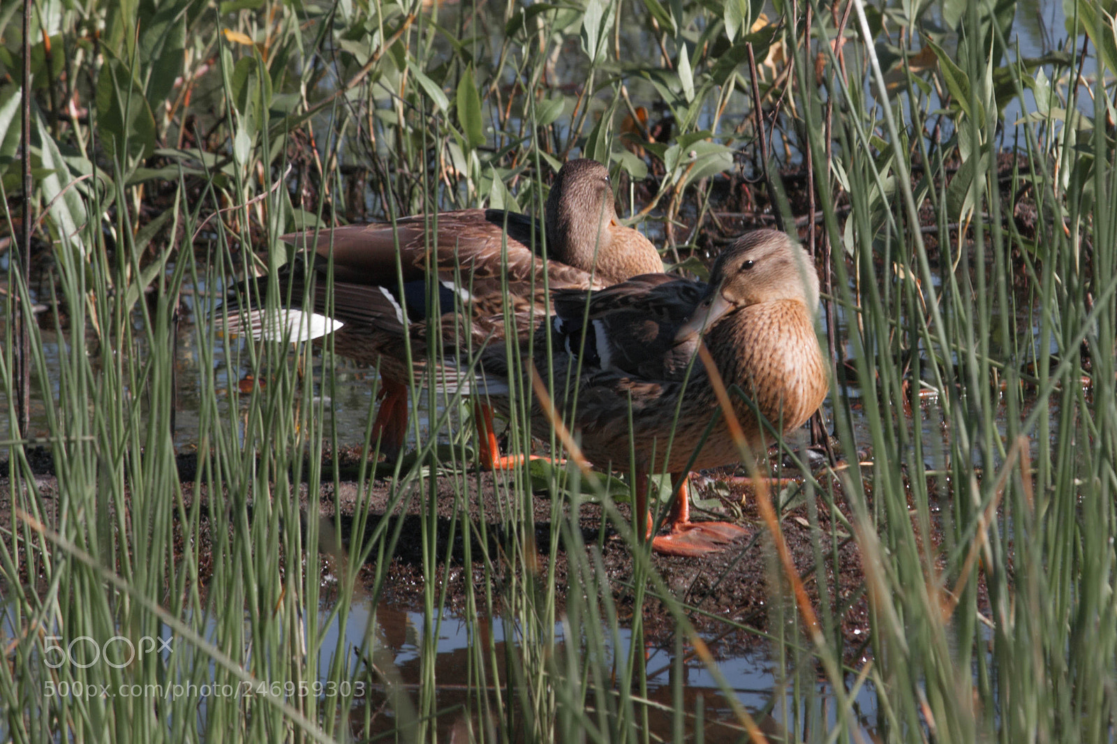 Canon EOS 500D (EOS Rebel T1i / EOS Kiss X3) sample photo. Ducks photography