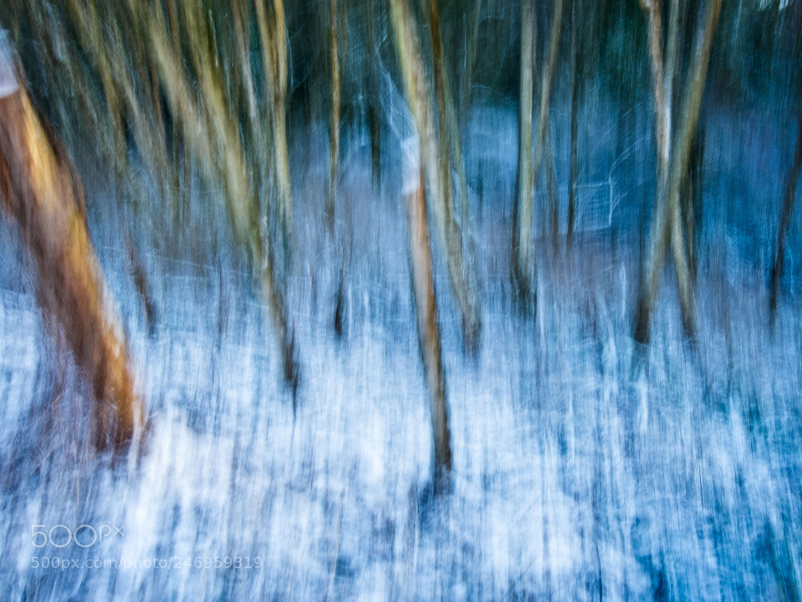 Nikon D500 sample photo. Alder grove after snowfall photography