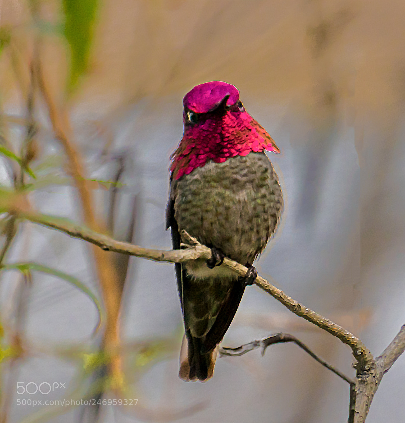 Sony a6300 sample photo. Hummingbird photography