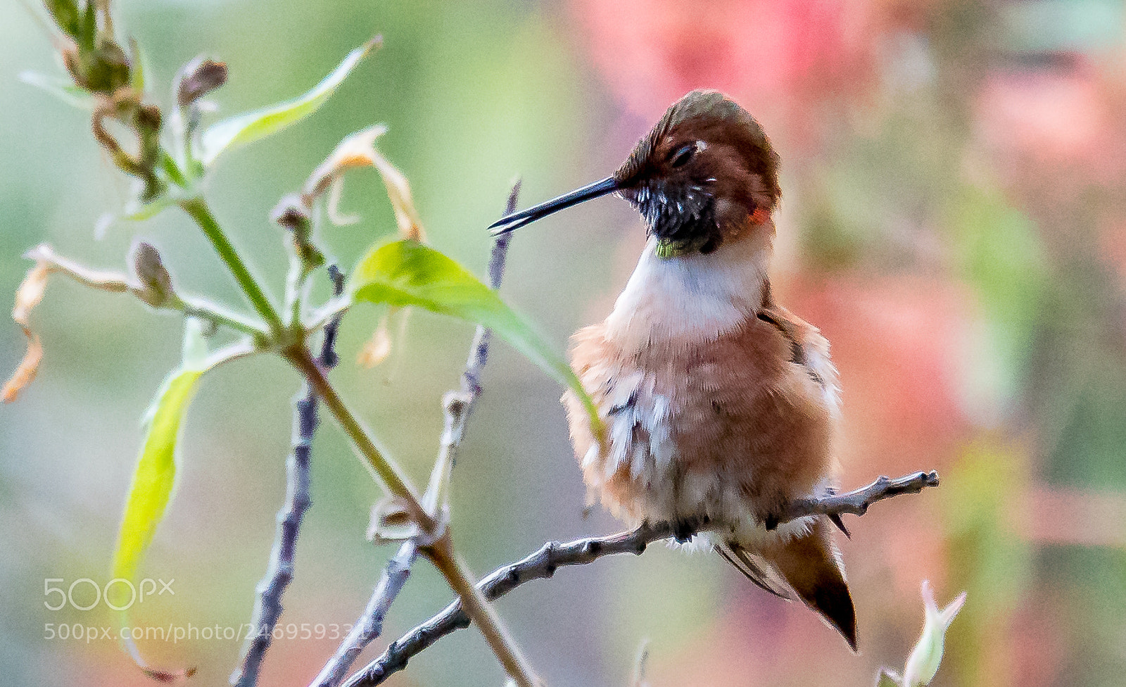 Sony a6300 sample photo. Hummingbird photography