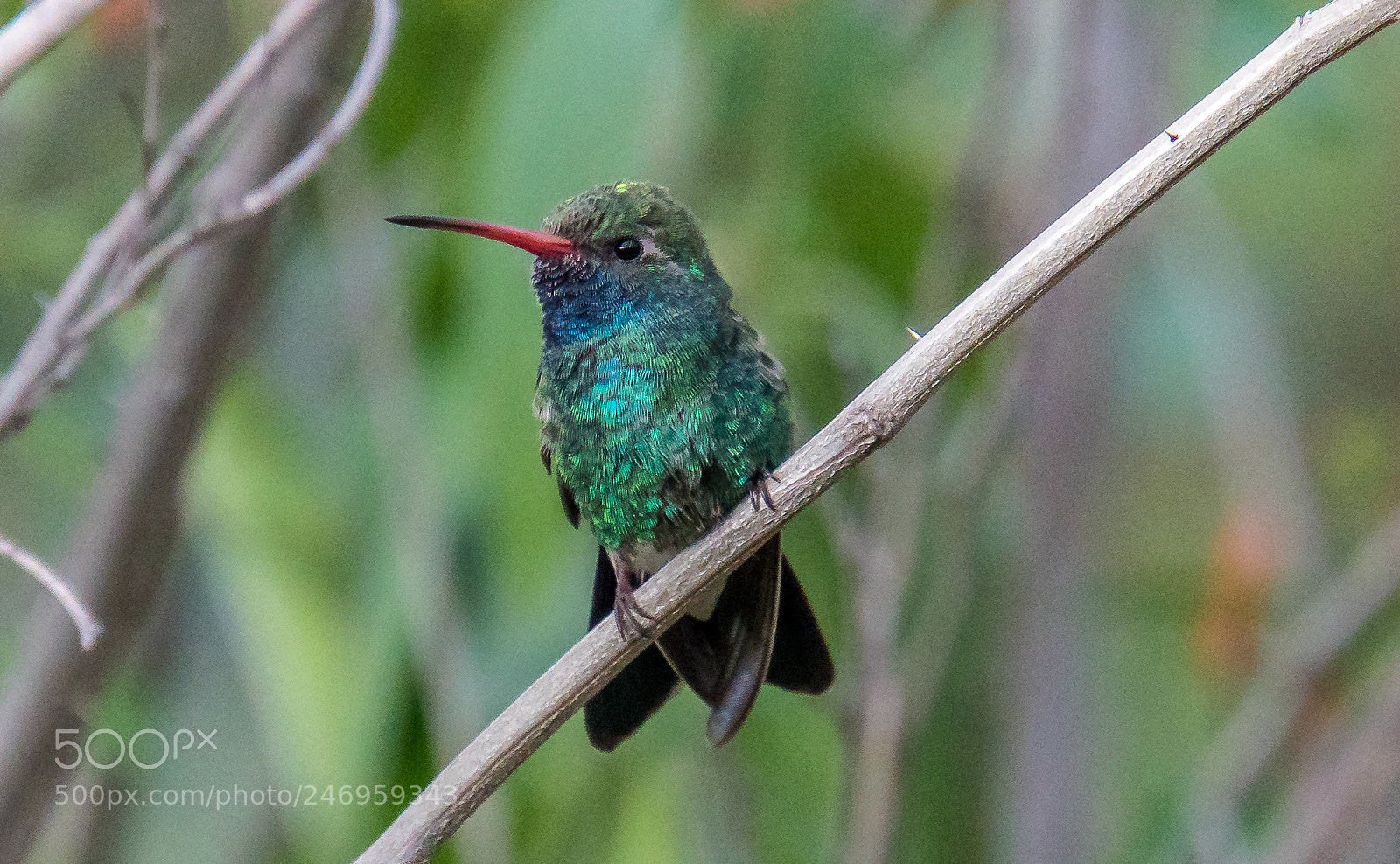 Sony a6300 sample photo. Hummingbird photography