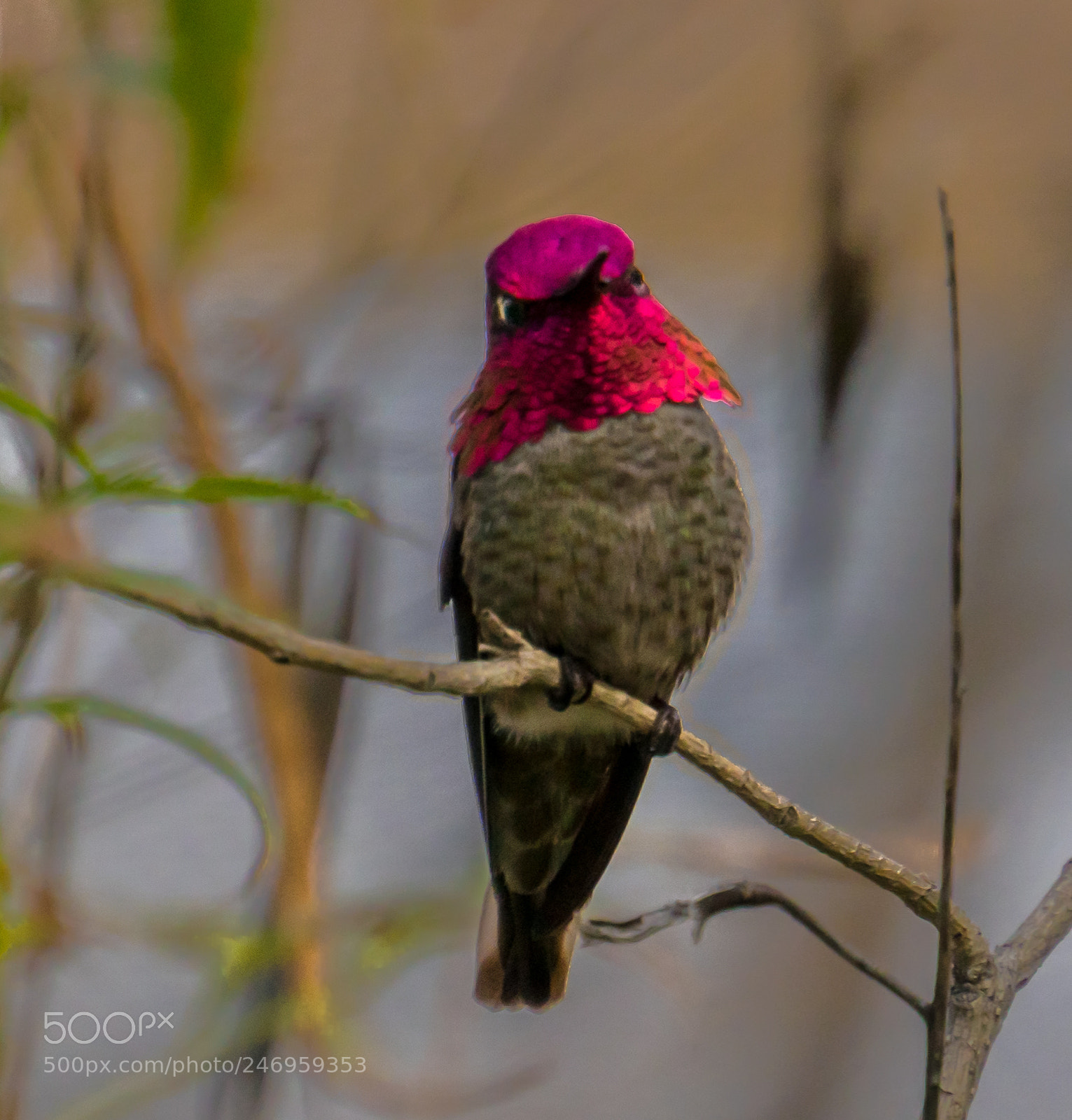 Sony a6300 sample photo. Hummingbird photography