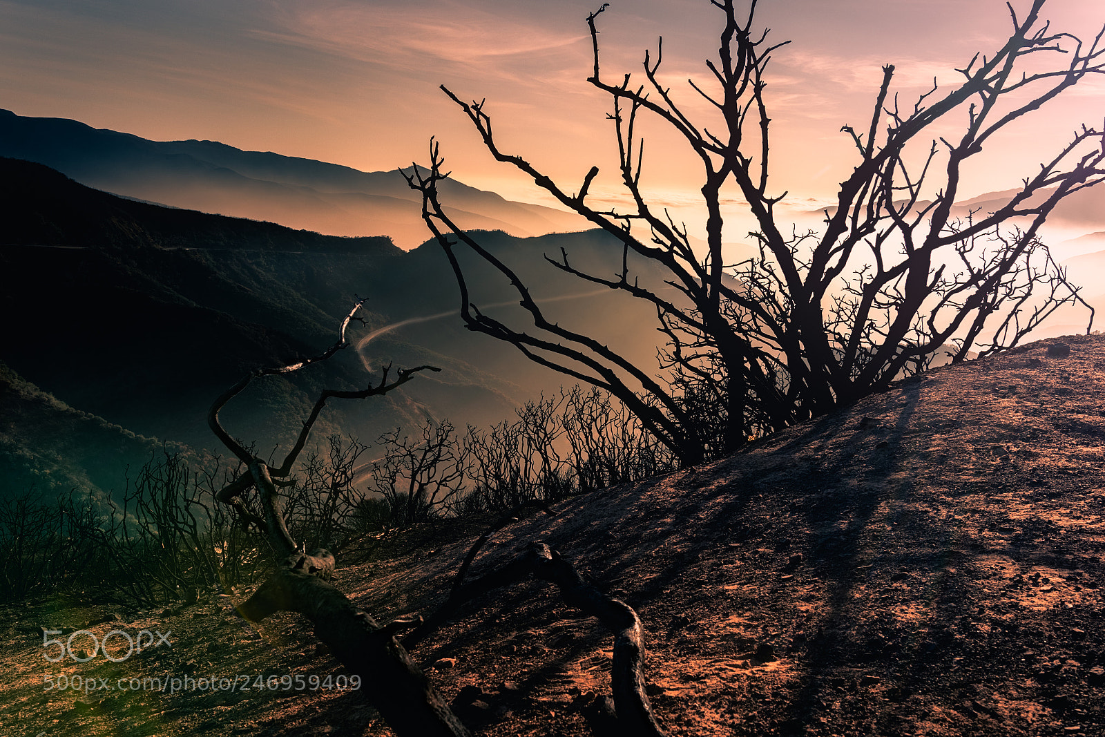 Canon EOS 7D Mark II sample photo. Smoldering forest fire photography