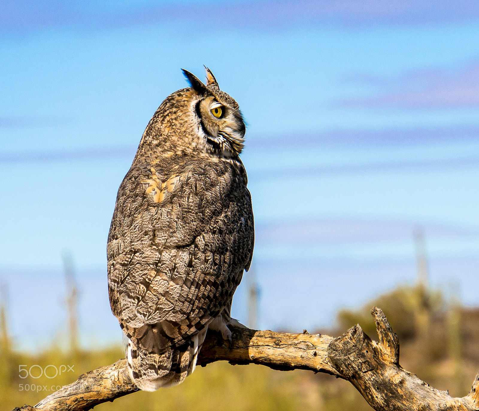 Sony a6300 sample photo. Great horned owl bubo photography