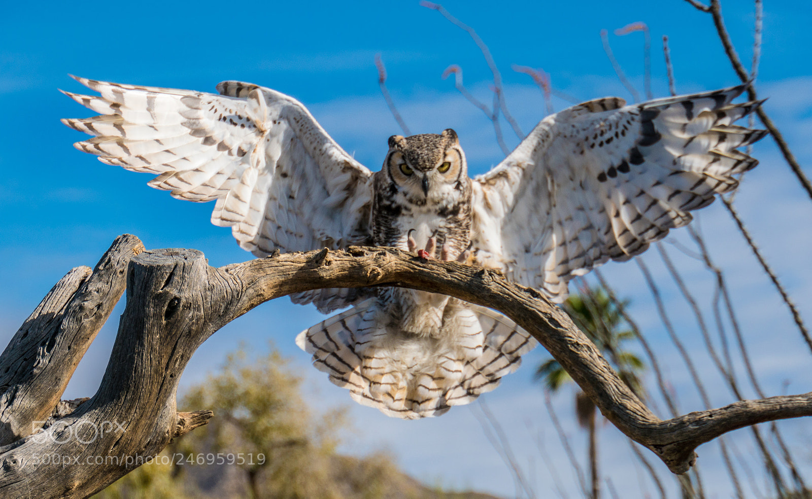 Sony a6300 sample photo. Great howned owls photography