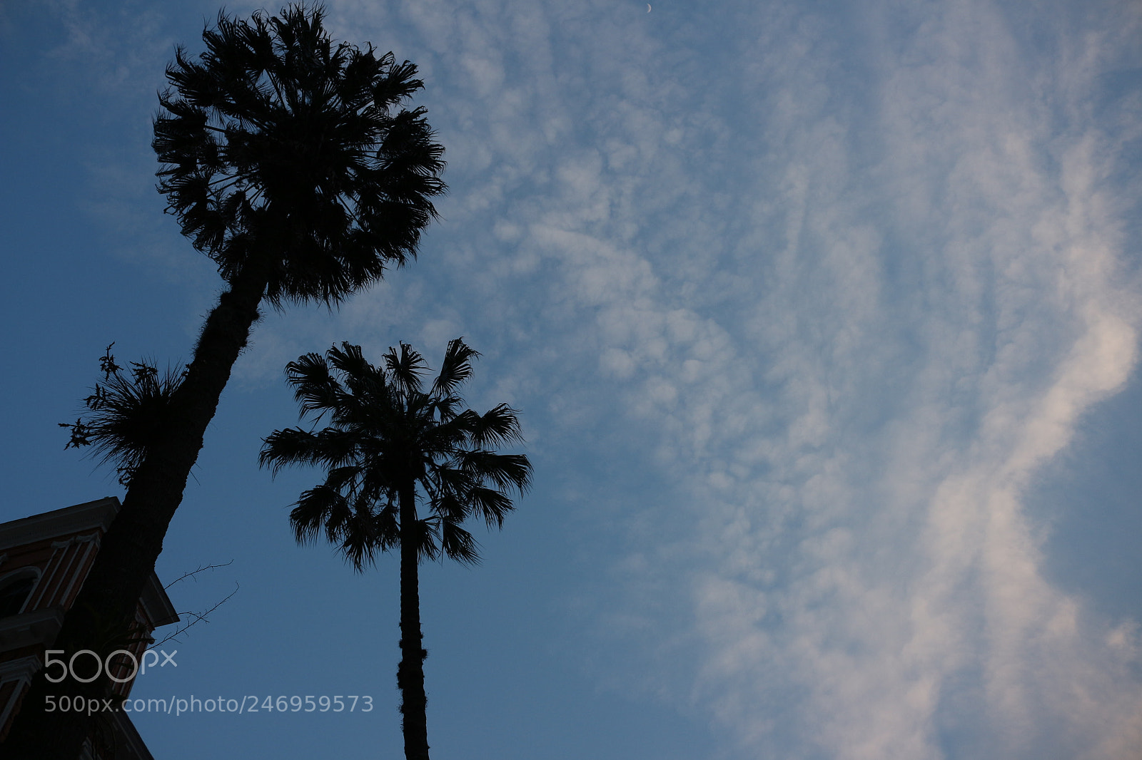 Canon EOS 700D (EOS Rebel T5i / EOS Kiss X7i) sample photo. Palmeras borrachas de sol photography