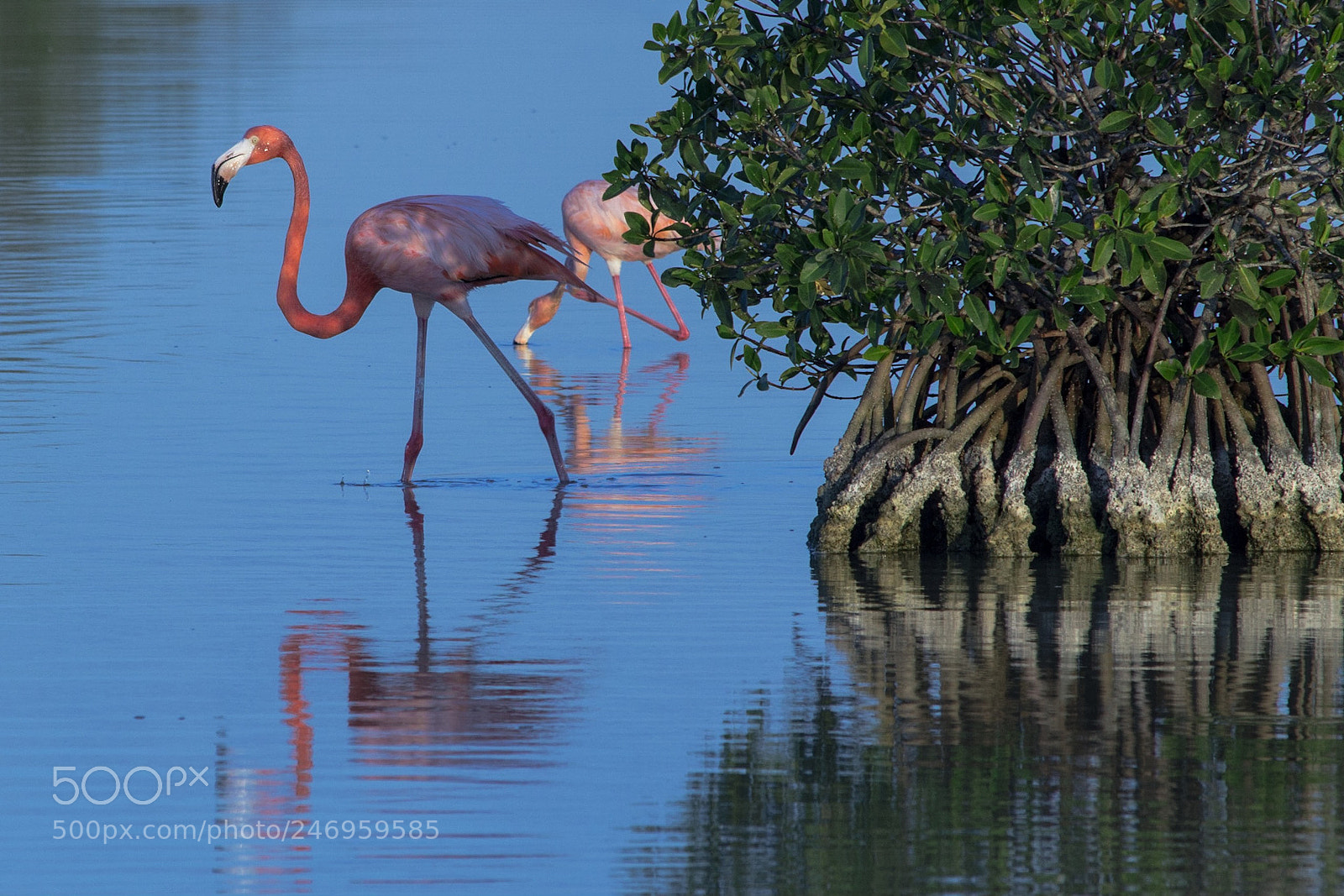 Canon EOS 1200D (EOS Rebel T5 / EOS Kiss X70 / EOS Hi) sample photo. Flamingo feeding at sunrise photography