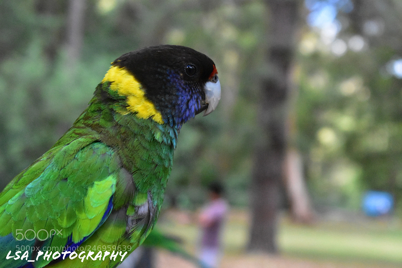 Nikon D3400 sample photo. Parrots of serpentine watermark photography