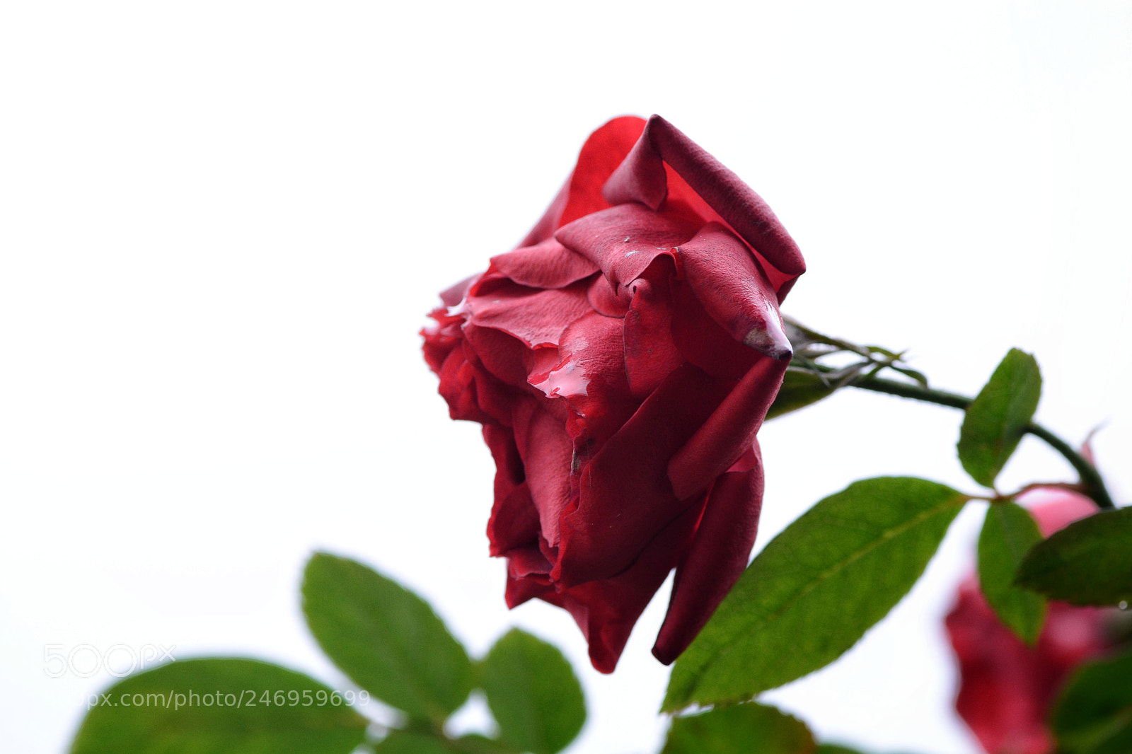 Nikon D7100 sample photo. Untitled photography