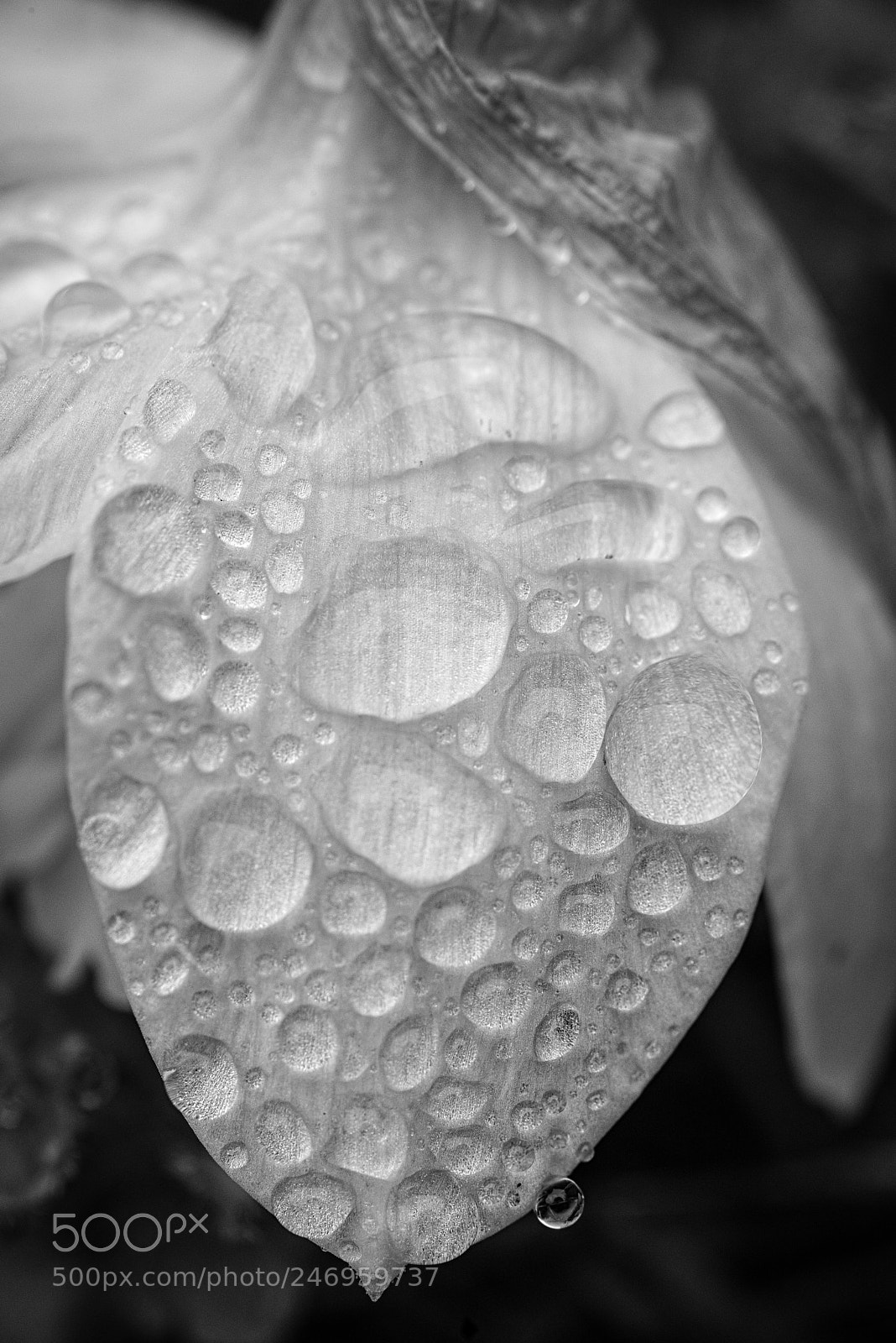 Nikon D810 sample photo. Untitled photography