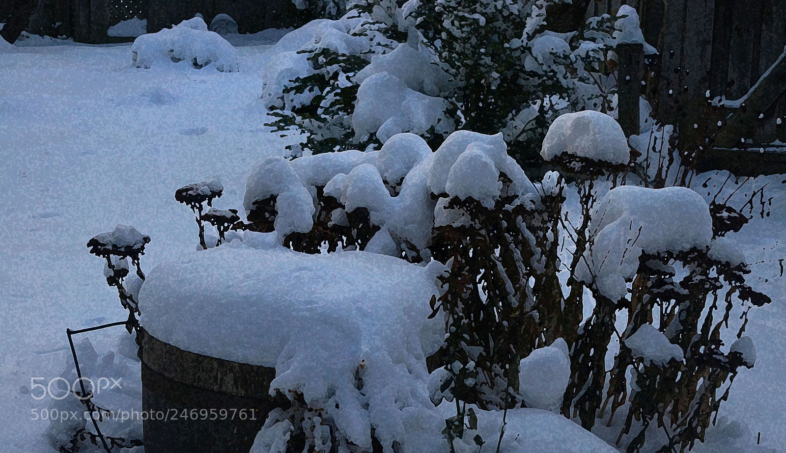 Sony Alpha NEX-6 sample photo. Beauty in winter 3 photography