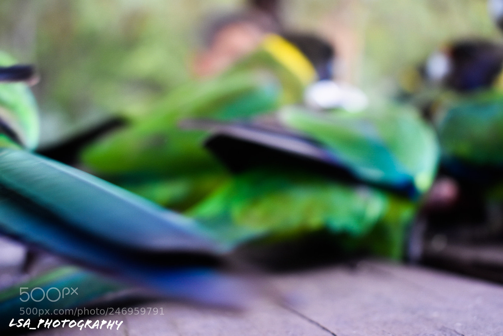 Nikon D3400 sample photo. Parrots of serpentine watermark photography