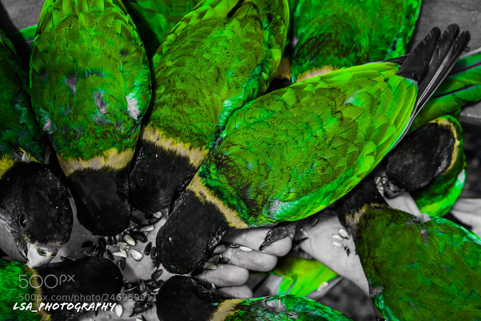Nikon D3400 sample photo. Parrots of serpentine watermark photography