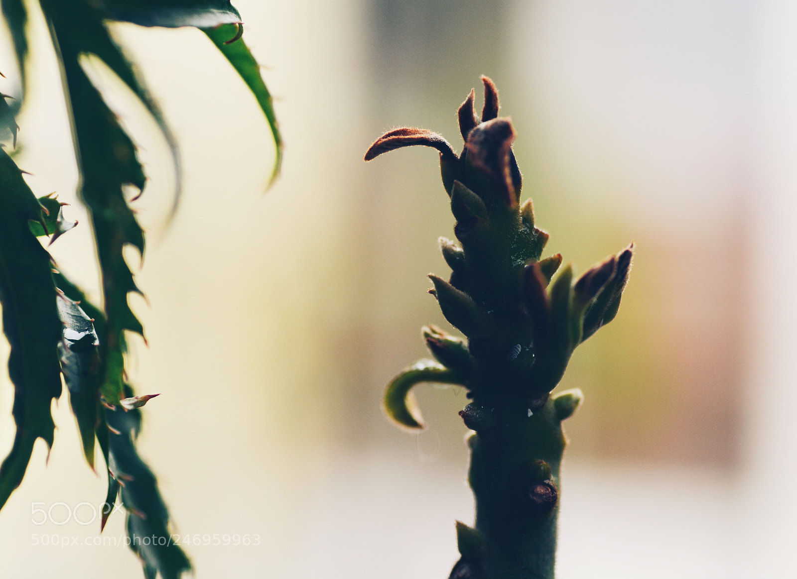 Nikon D7100 sample photo. Untitled photography