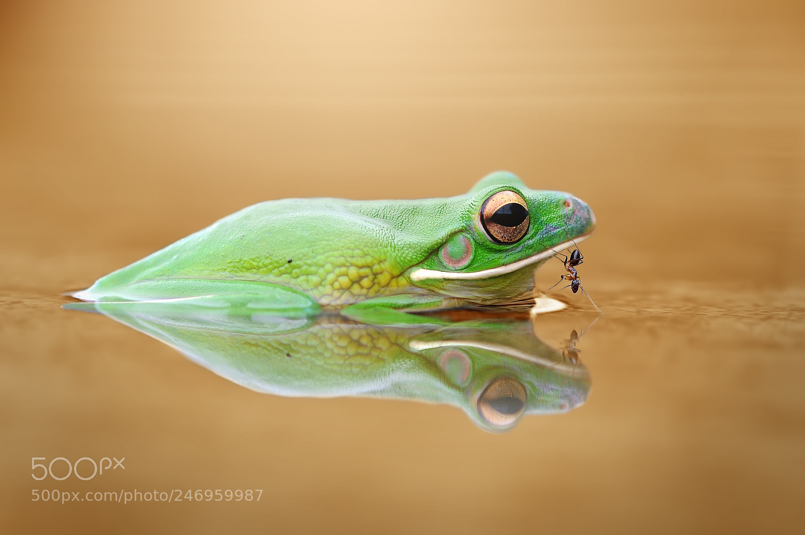 Nikon D90 sample photo. Frog with ant photography