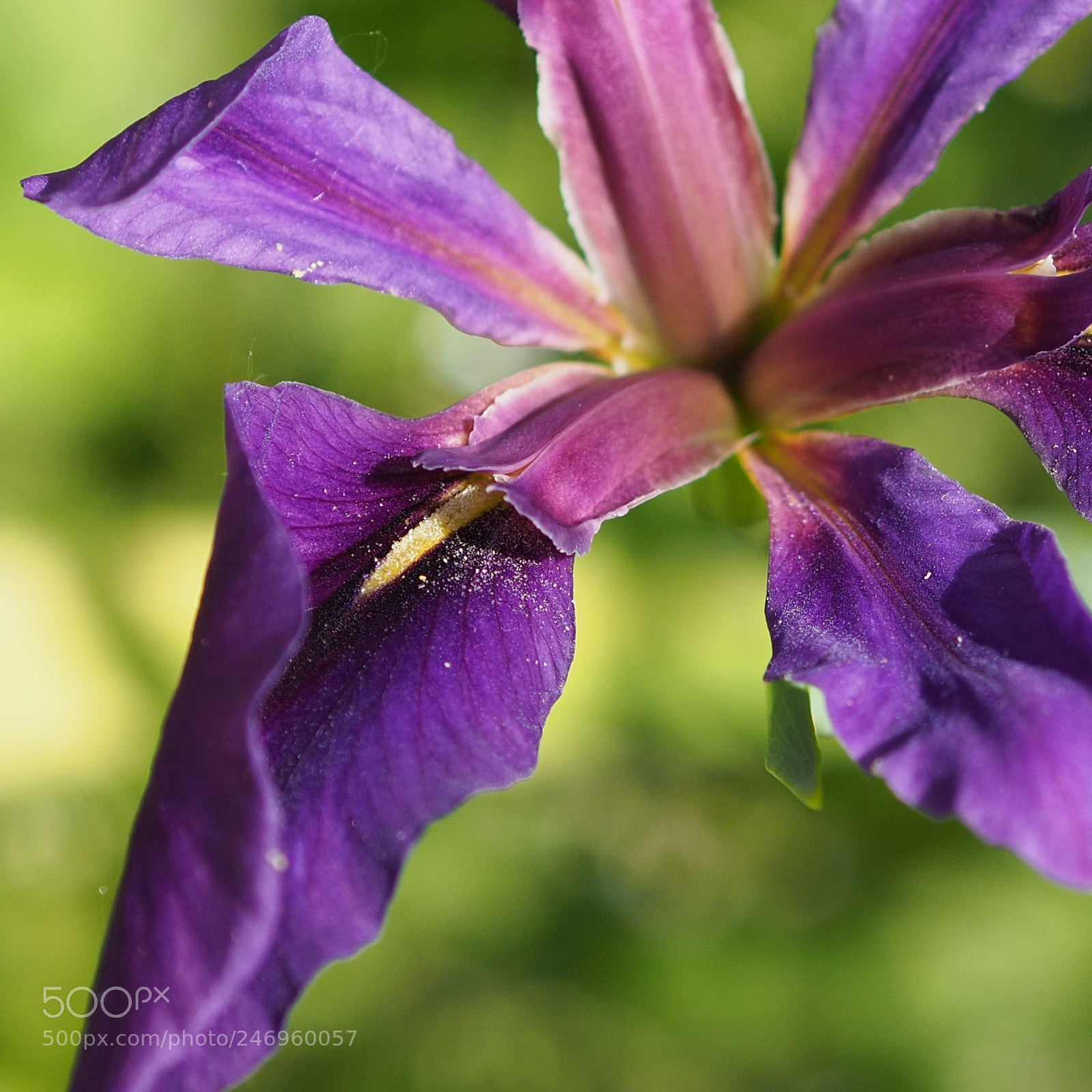 Olympus OM-D E-M10 II sample photo. Purple blossom photography