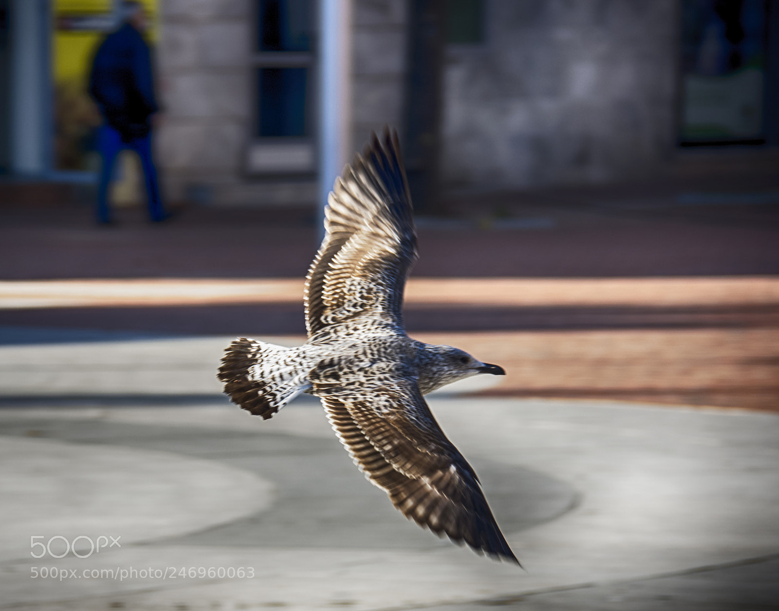 Nikon D7200 sample photo. On the fly photography