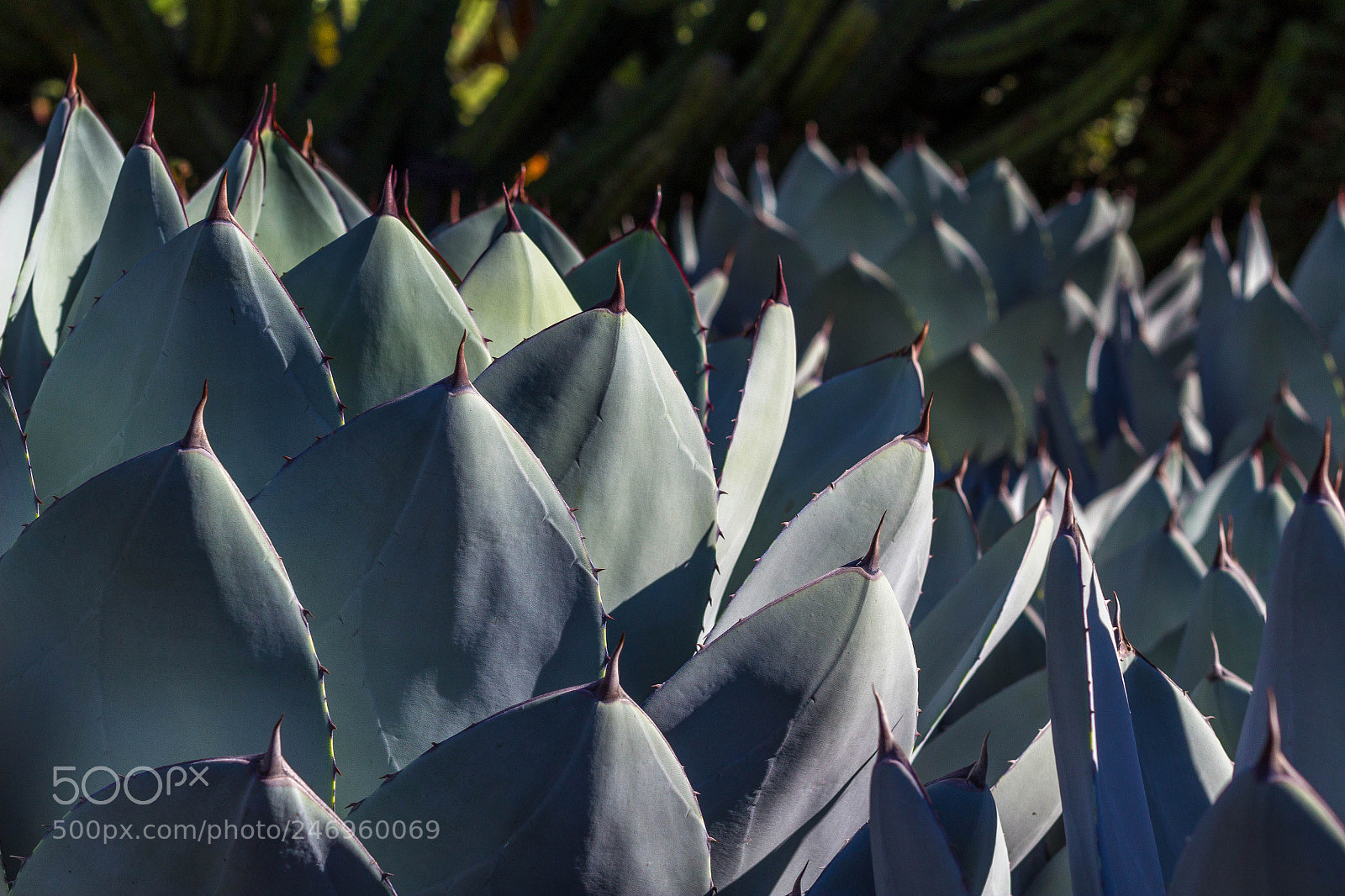 Canon EOS 1200D (EOS Rebel T5 / EOS Kiss X70 / EOS Hi) sample photo. Huntington gardens photography