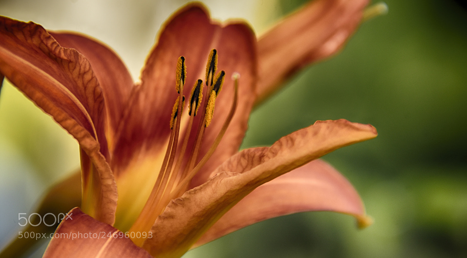Nikon D7200 sample photo. Theflower photography