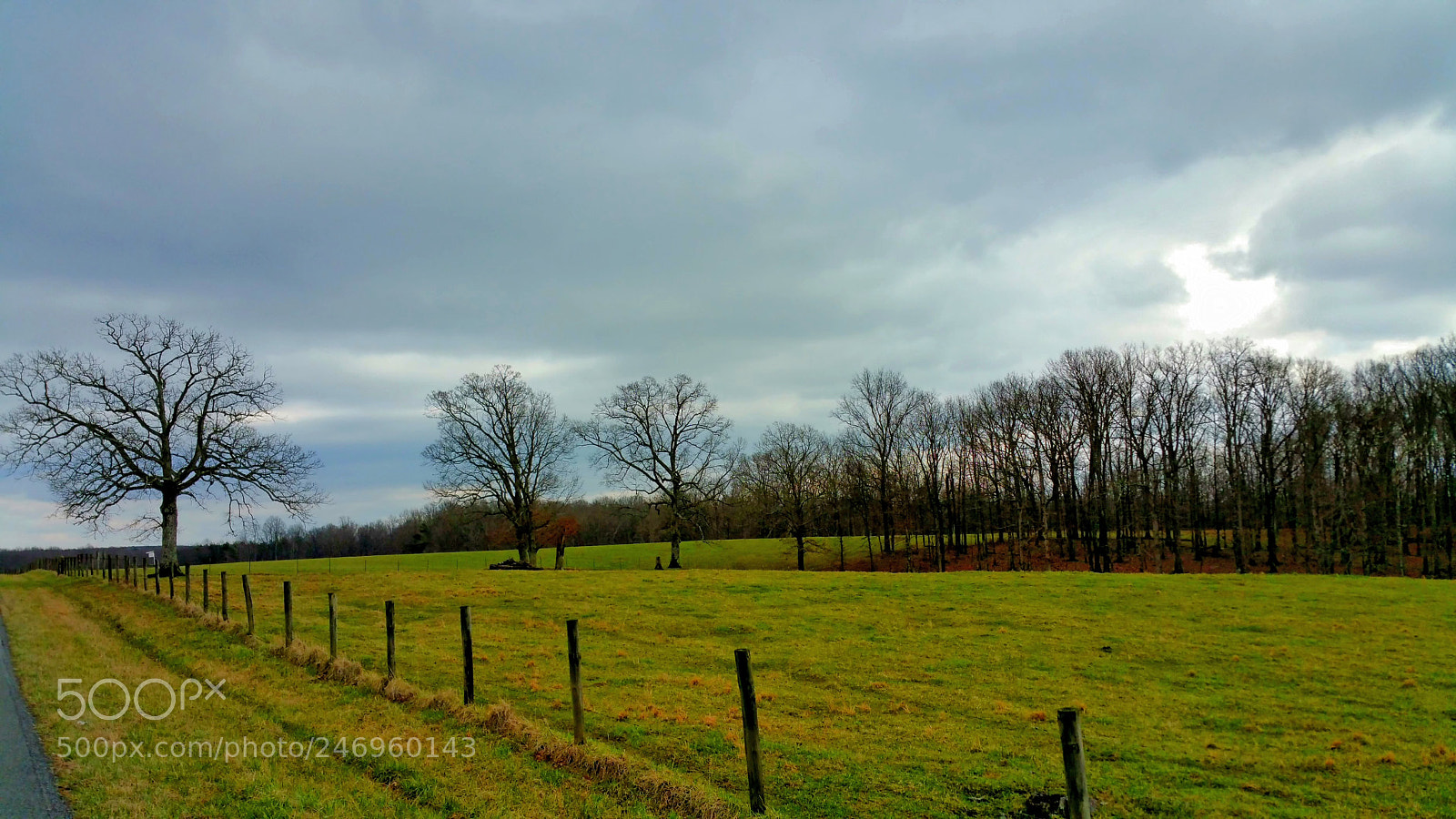 Samsung Galaxy Note4 sample photo. The solitary tree in photography