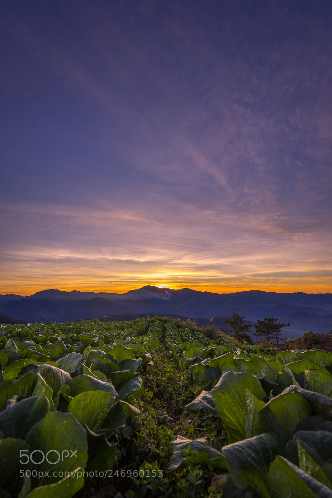 Sony a7 II sample photo. Cabbage farm. photography