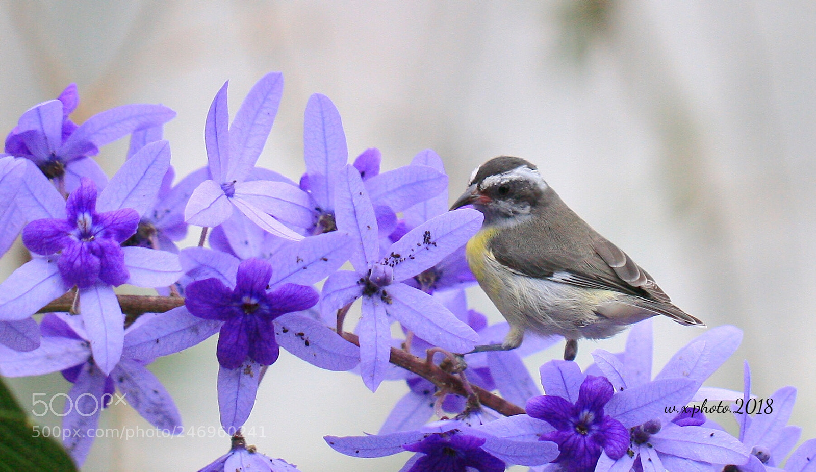 Canon EOS-1Ds Mark III sample photo. Meliphagidae photography