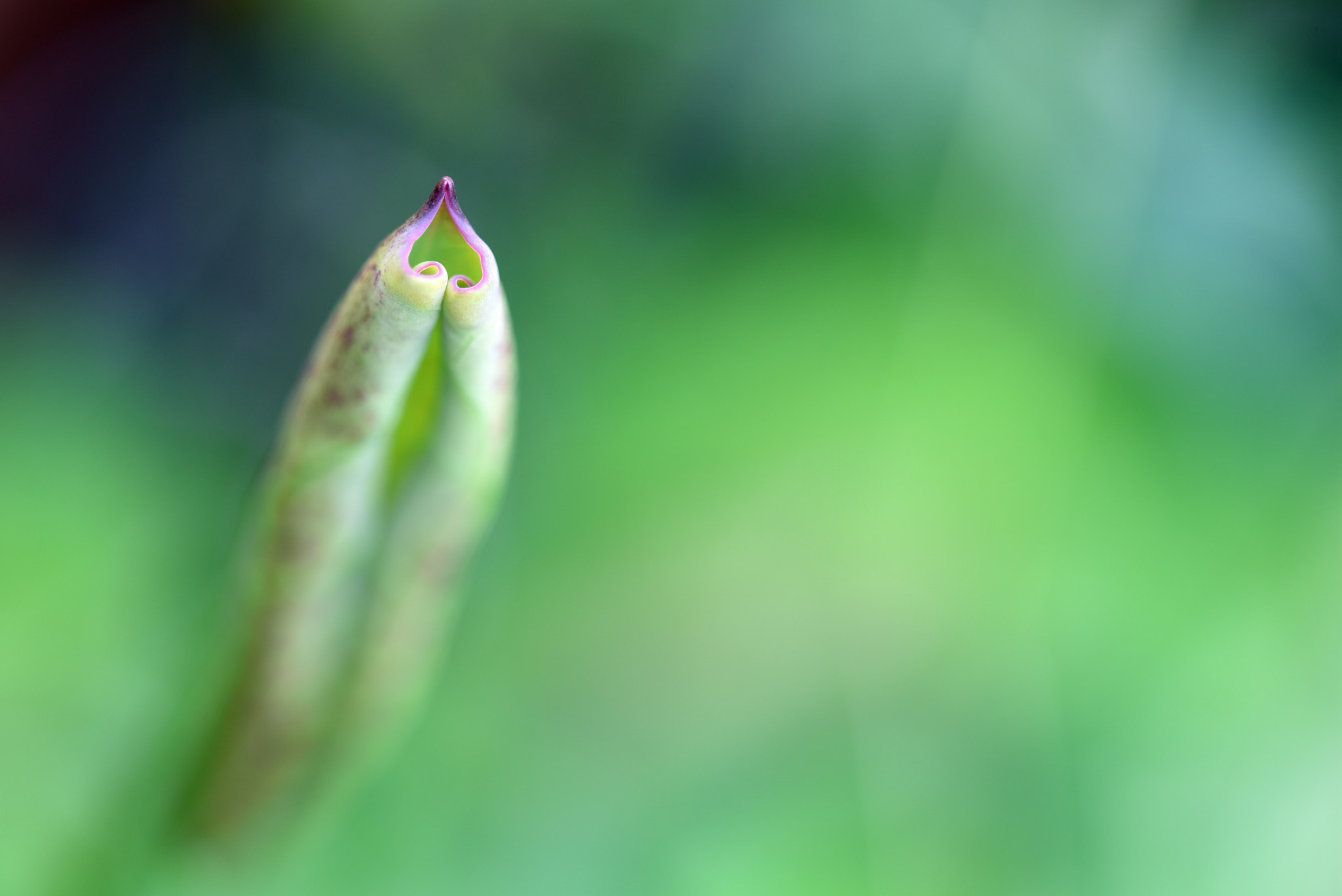 Nikon D750 + Sigma 105mm F2.8 EX DG OS HSM sample photo. 荷葉 photography