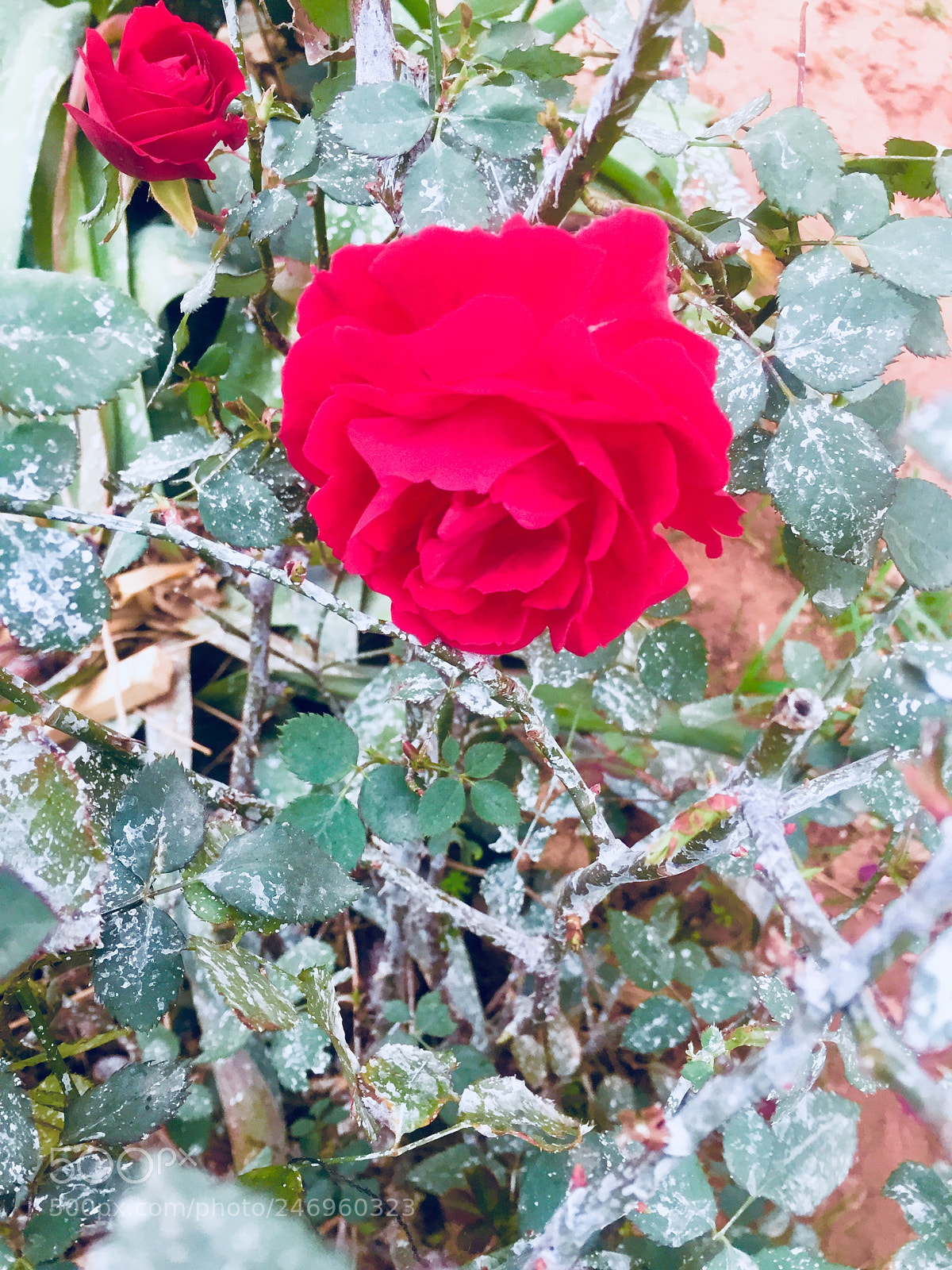 Apple iPhone 6 sample photo. Untitled photography